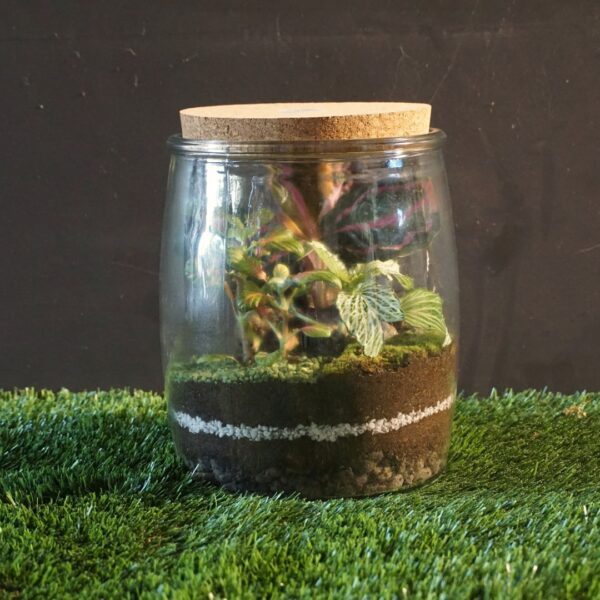 Workshop Terrarium - 22/02/25 - immagine 3