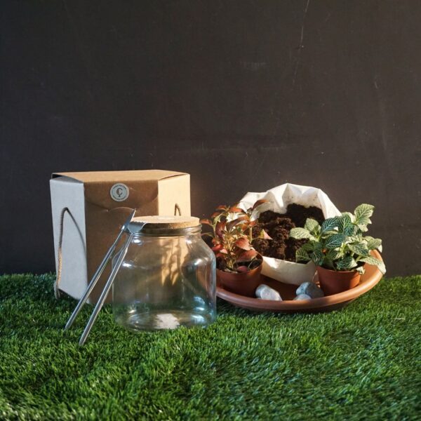 Pacco "Novità" Kit Terrarium