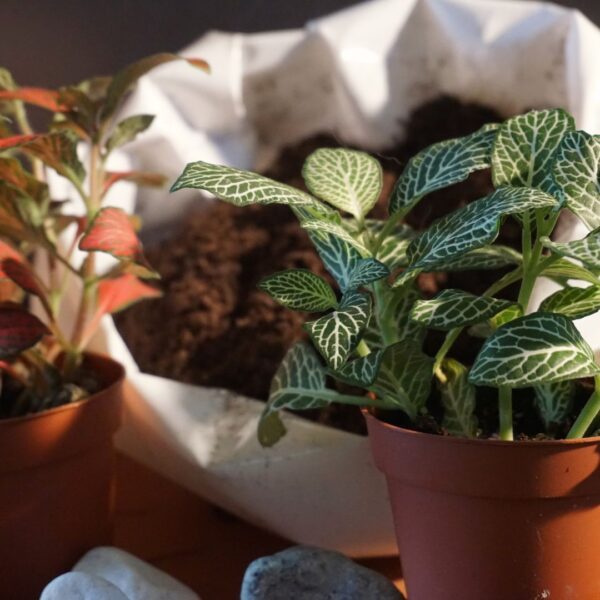 Pacco "Novità" Kit Terrarium - immagine 4