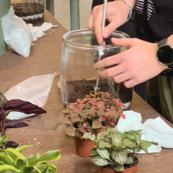 Workshop Terrarium - 22/02/25 - immagine 4