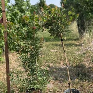 Callistemon Ø24 cm