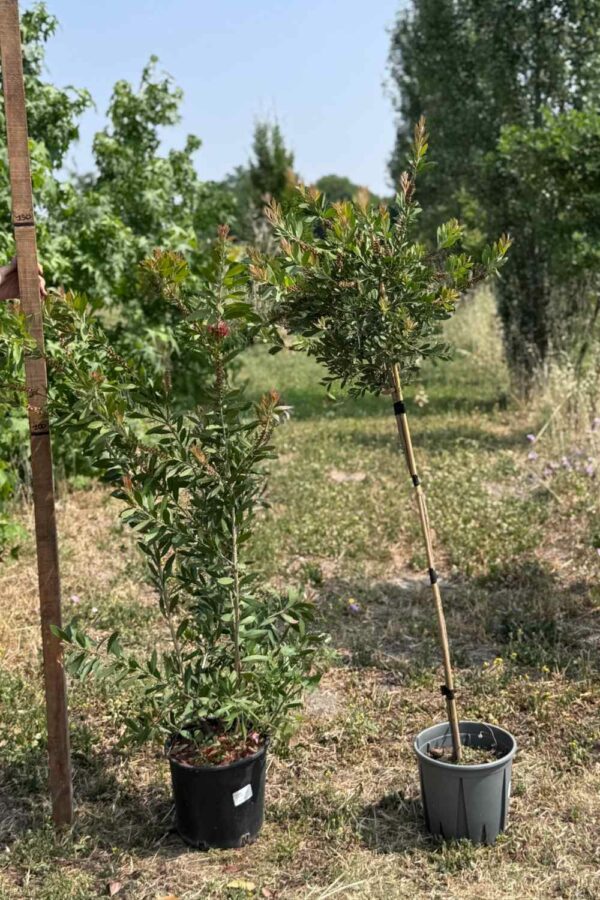 Callistemon alberello Ø24 cm - immagine 3