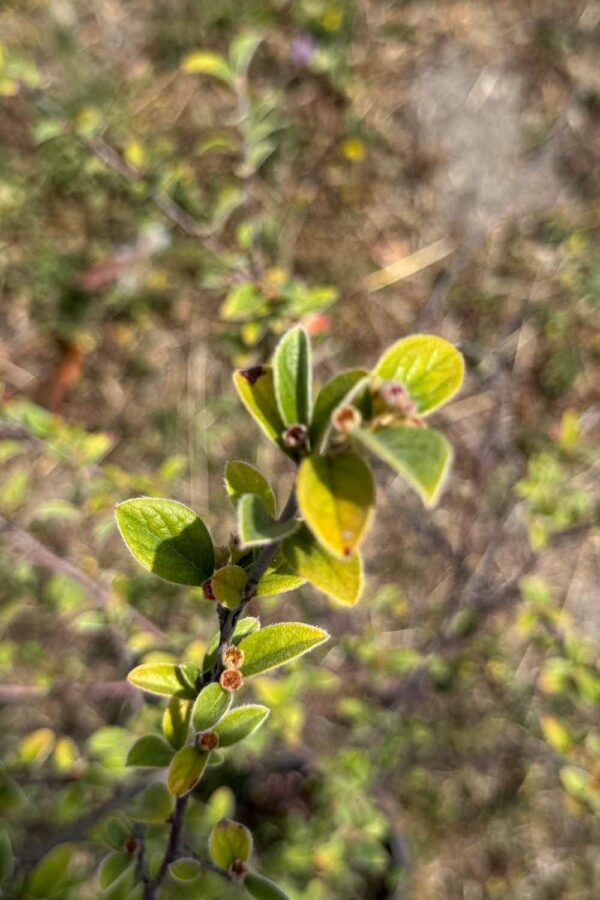 Cotoneaster Franchetti Ø18 cm - immagine 2