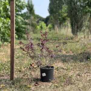 Loropetalum chinense Ø18 cm