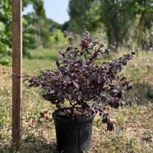 Loropetalum chinense Ø24 cm