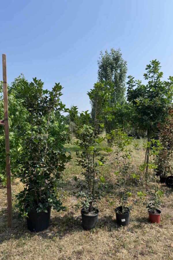 Osmanthus Ø20 cm - immagine 3