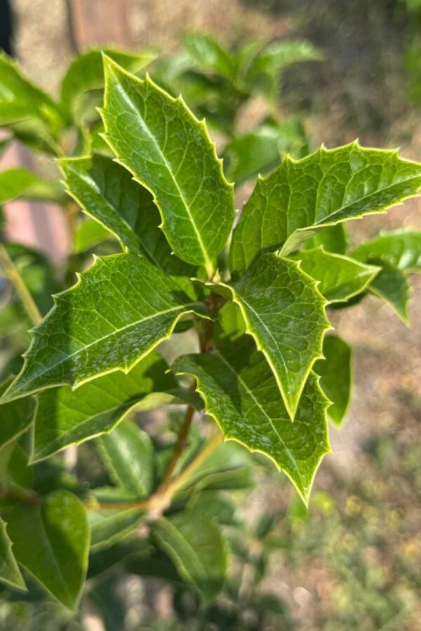 Osmanthus Ø20 cm - immagine 2