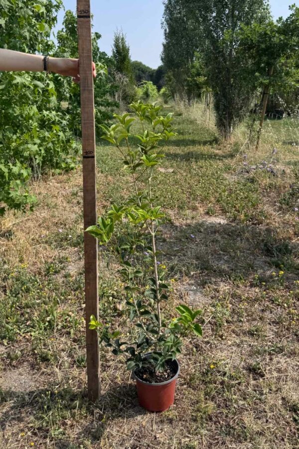 Osmanthus Ø18 cm