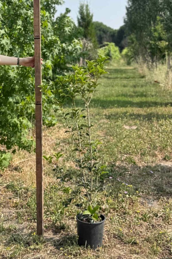 Osmanthus Ø20 cm