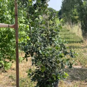 Osmanthus Ø30 cm