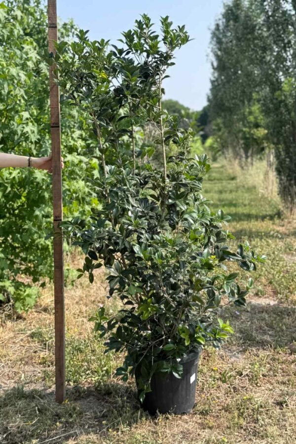 Osmanthus Ø30 cm