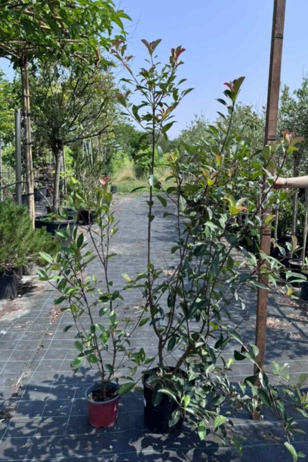 Photinia "Red Robin" Ø40 cm - immagine 3