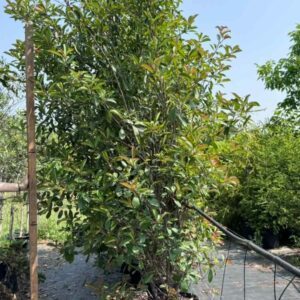 Photinia "Red Robin" Ø40 cm