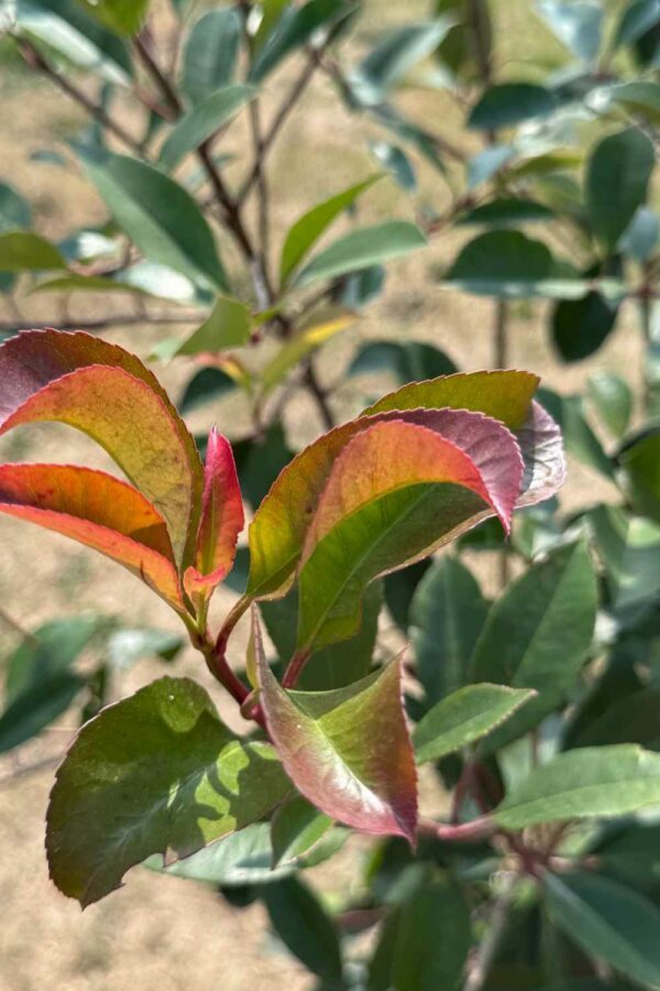 Photinia "Red Robin" Ø40 cm - immagine 2