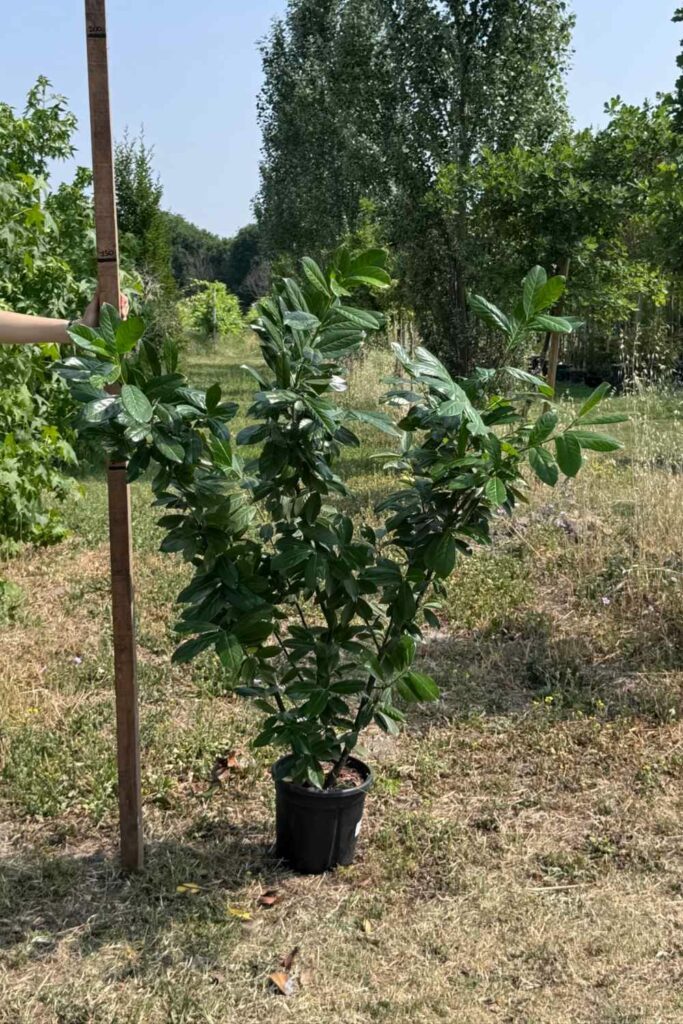 prunus lauroceraso v24