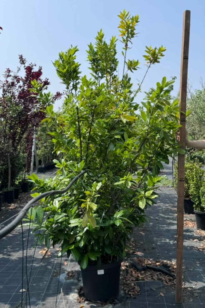 prunus lauroceraso v40