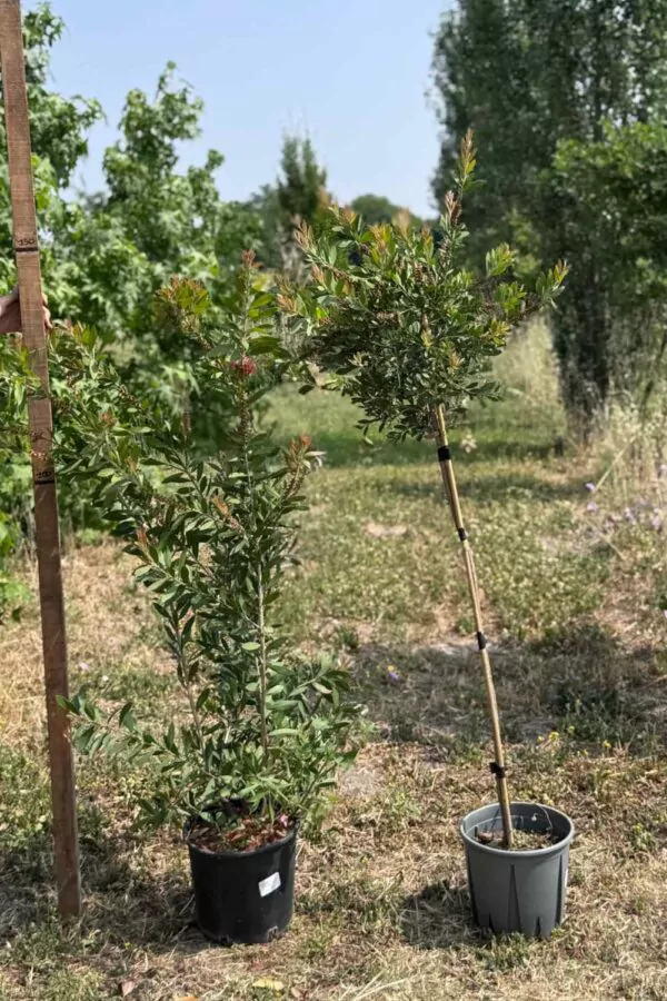 Callistemon alberello Ø24 cm - immagine 3