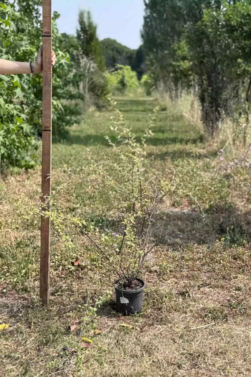 Cotoneaster Franchetti Ø18 cm