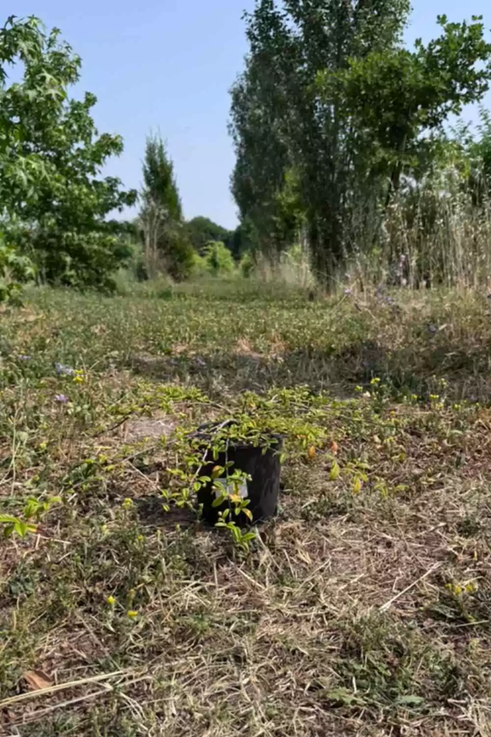 Cotoneaster Salicifolium Ø18 cm