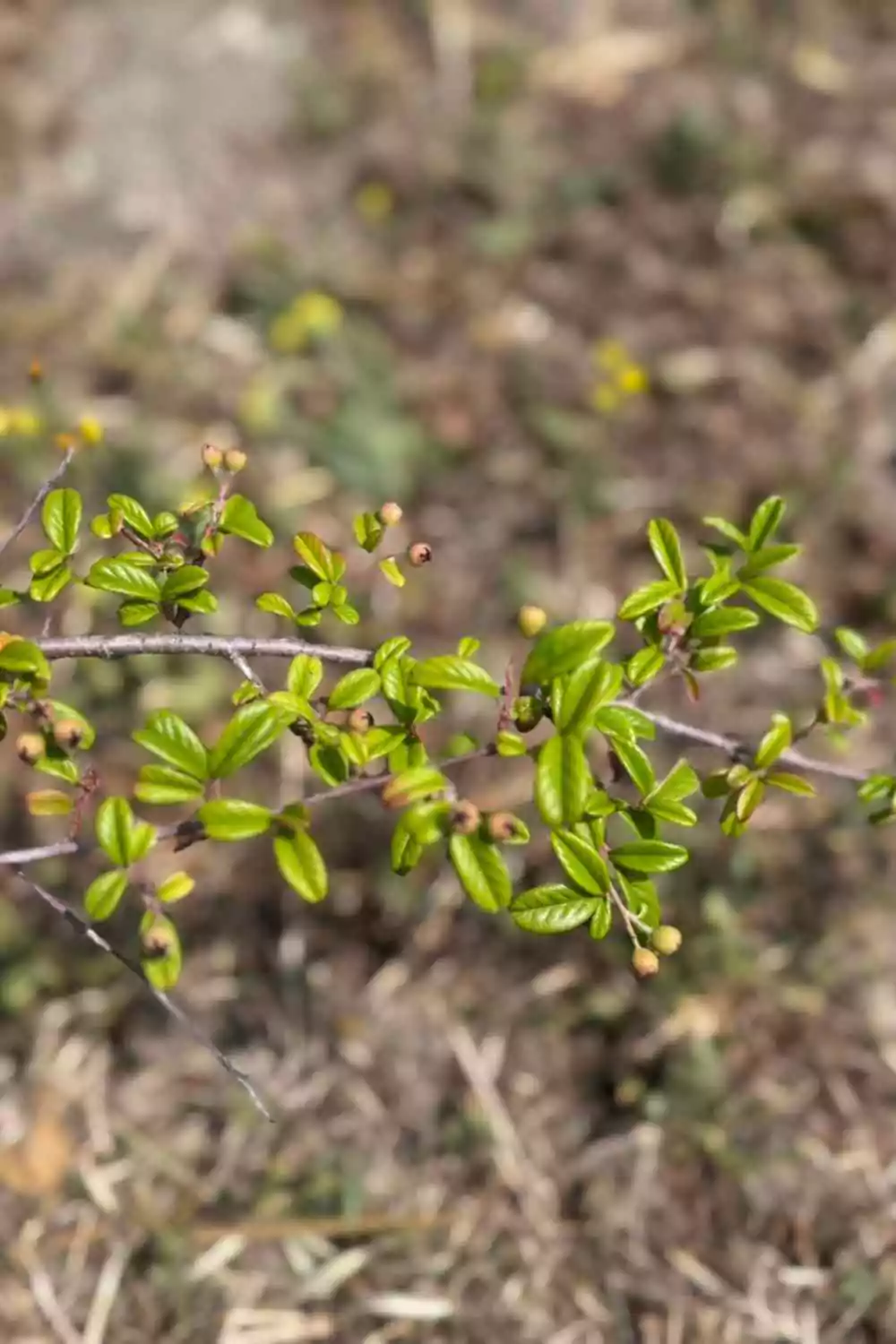 Cotoneaster Salicifolium Ø18 cm - immagine 2