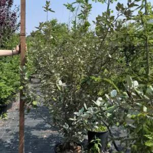 Eleagnus variegato Ø30 cm
