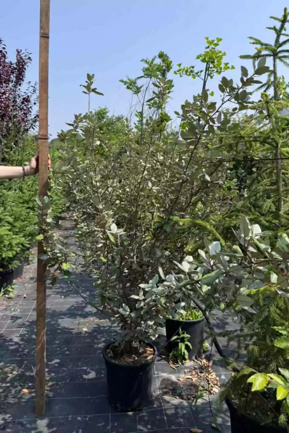 Eleagnus variegato Ø30 cm