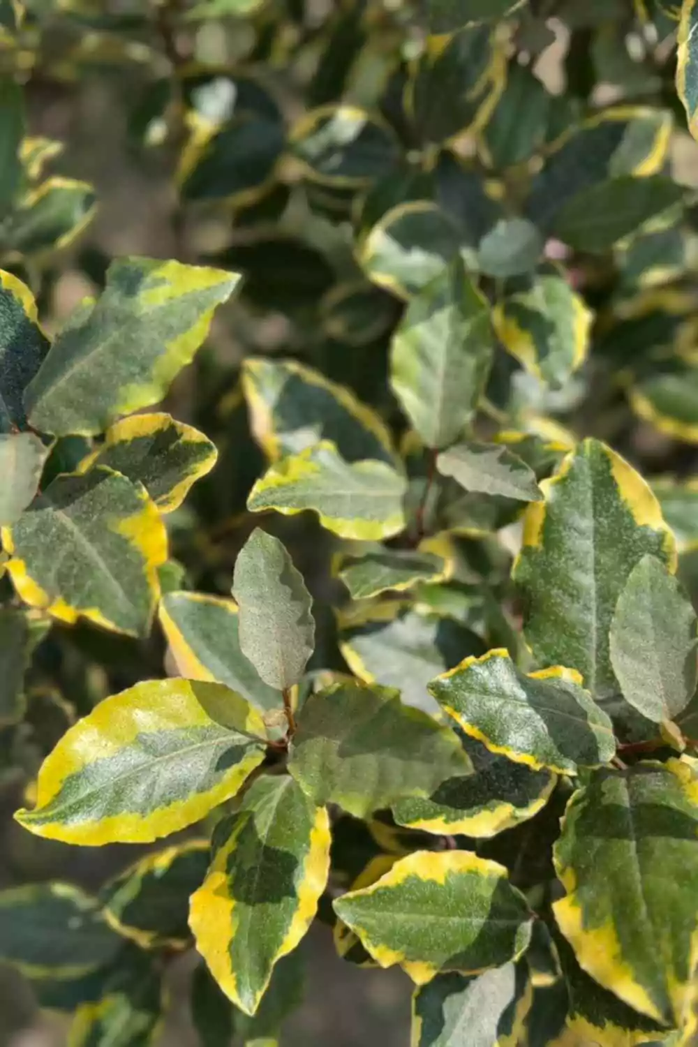 Eleagnus variegato Ø30 cm - immagine 2