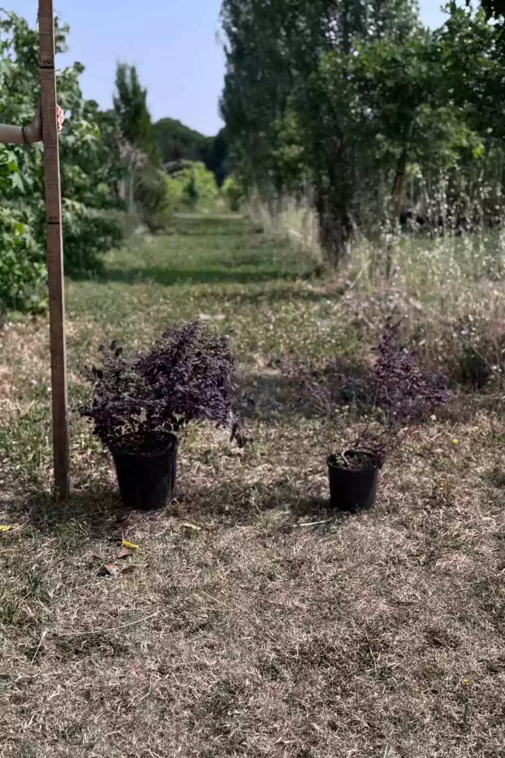 Loropetalum chinense Ø24 cm - immagine 3