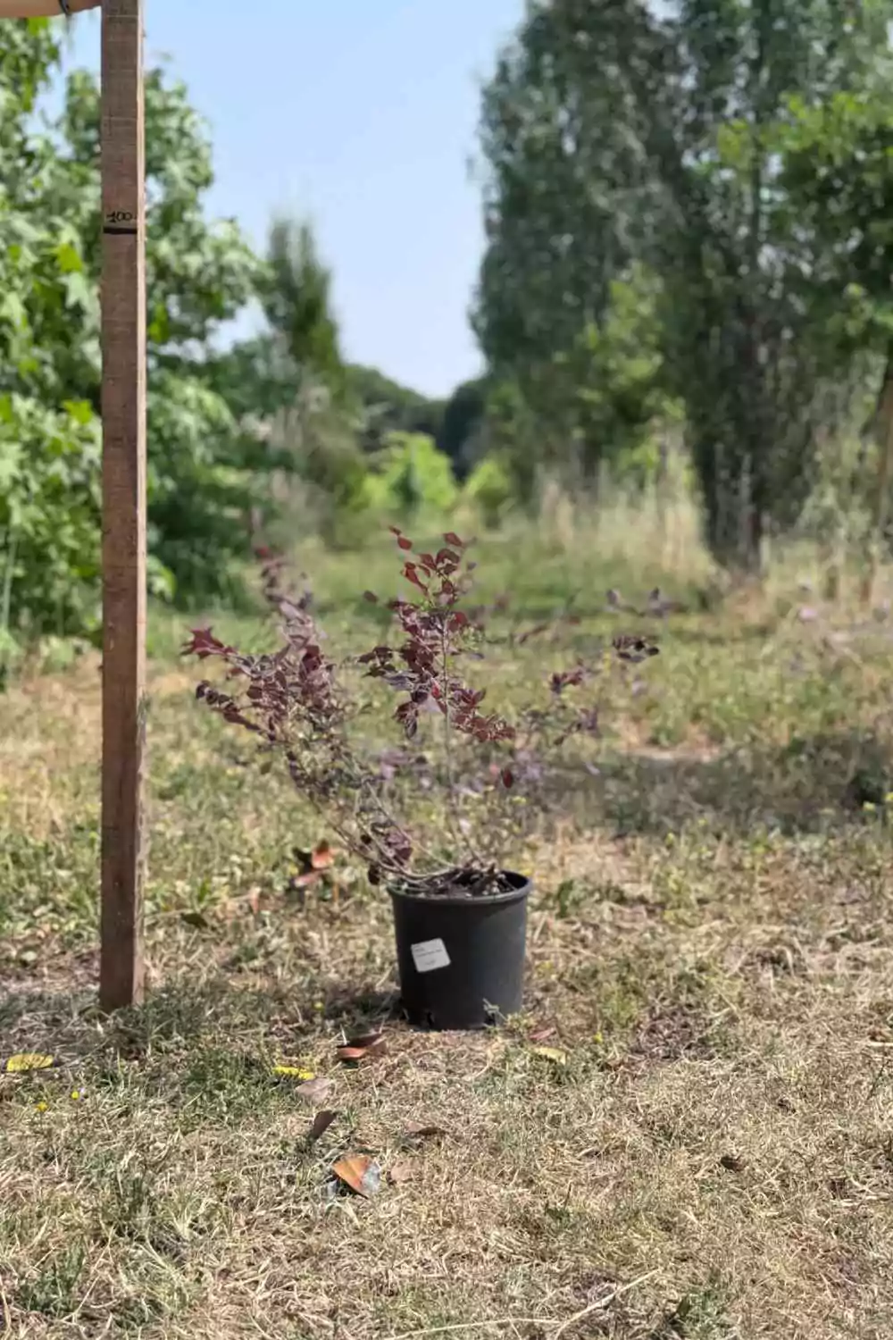 Loropetalum chinense Ø18 cm