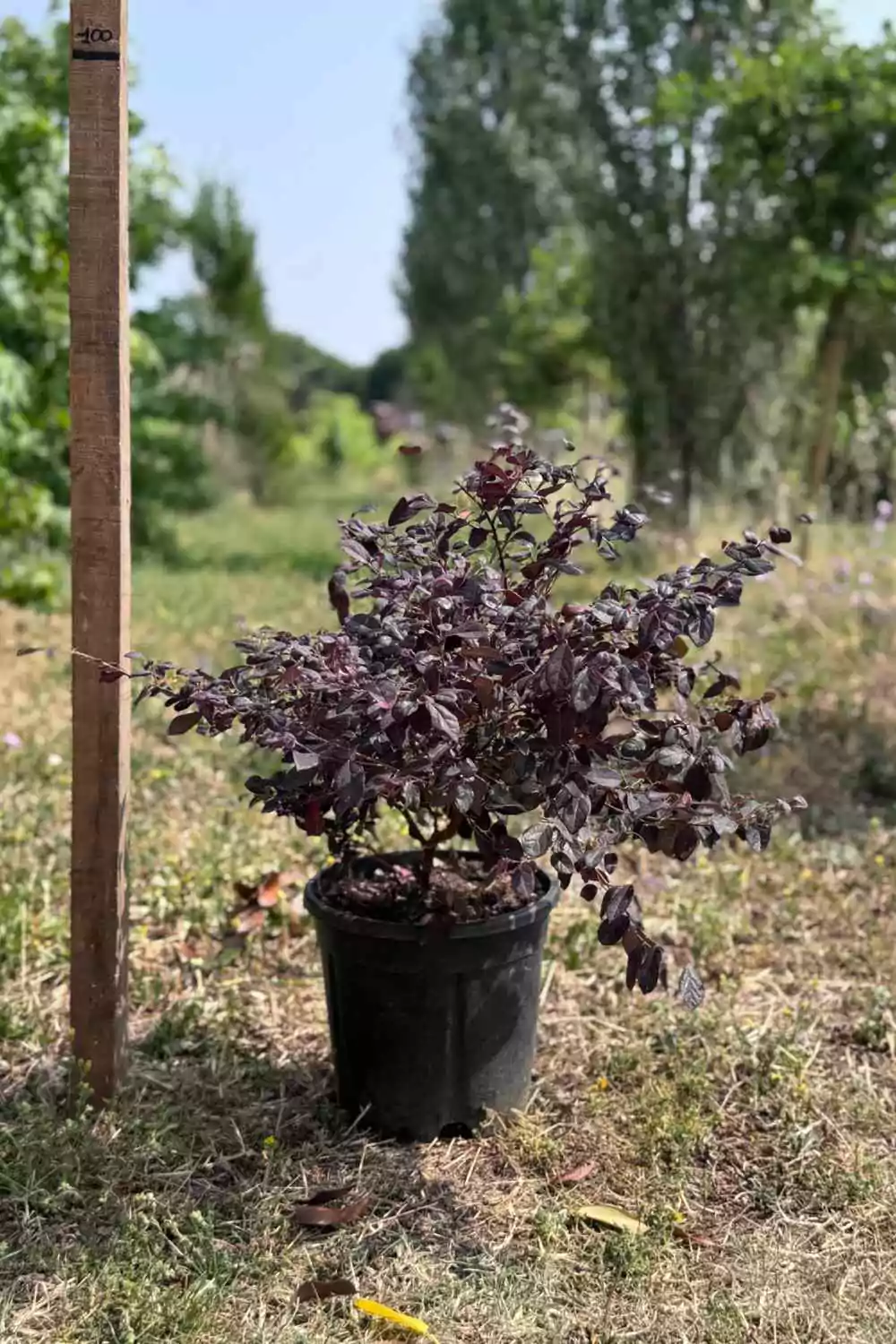 Loropetalum chinense Ø24 cm