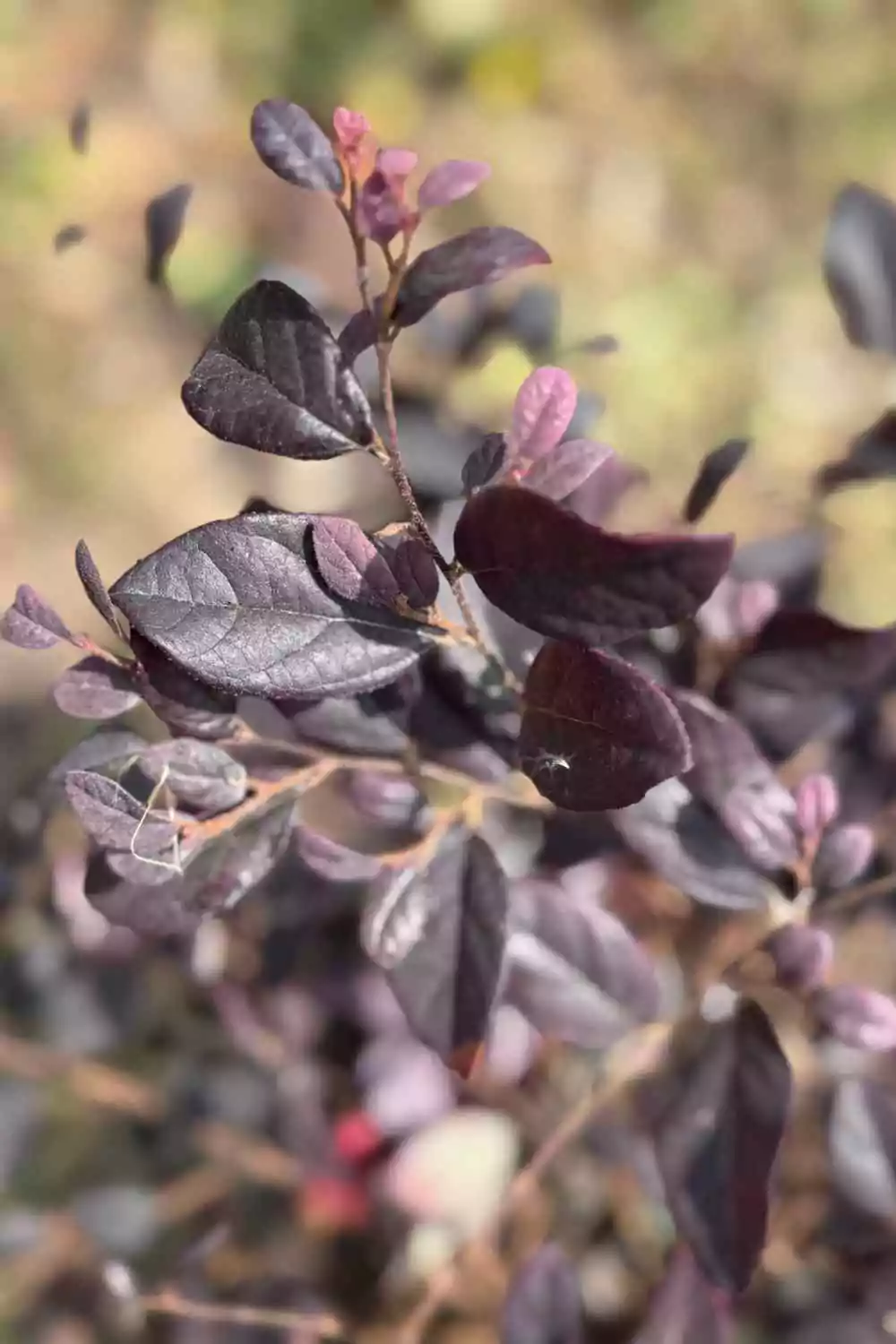 Loropetalum chinense Ø24 cm - immagine 2