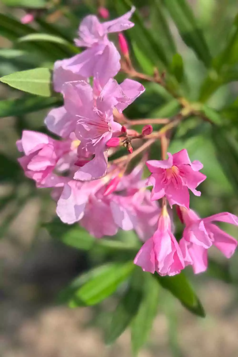 Oleandro Ø18 cm - immagine 2