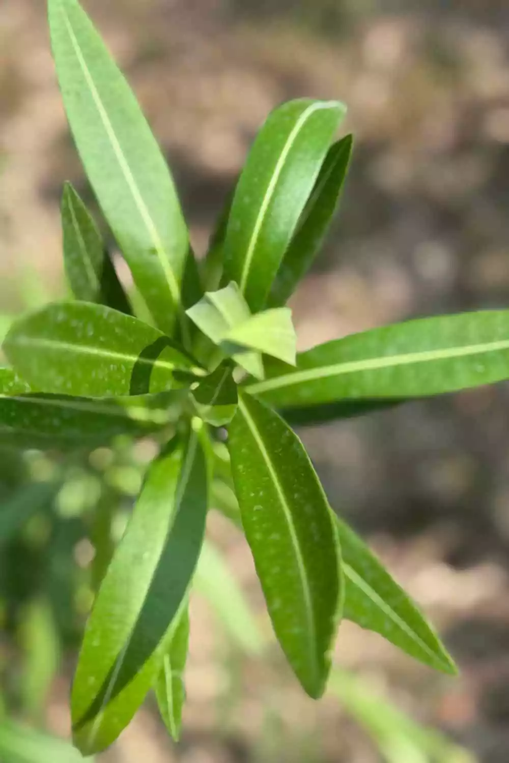 Oleandro Ø18 cm - immagine 3