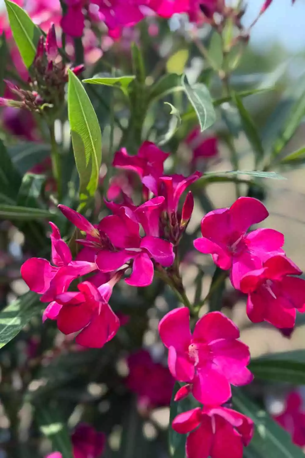 Oleandro Ø18 cm - immagine 4