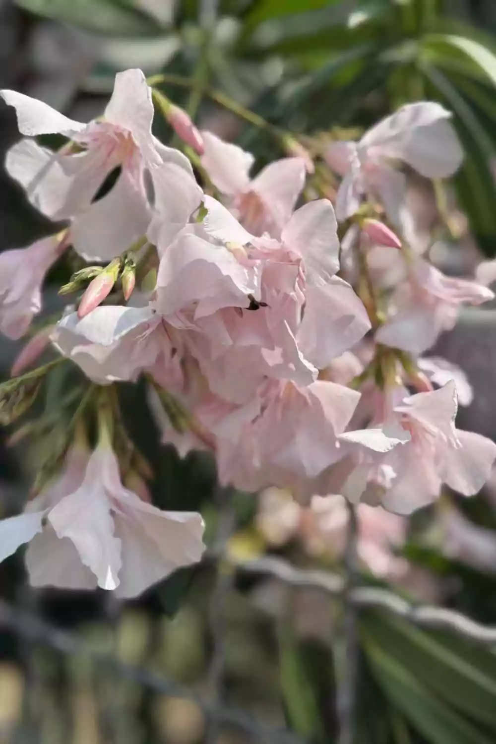 Oleandro Ø18 cm - immagine 5