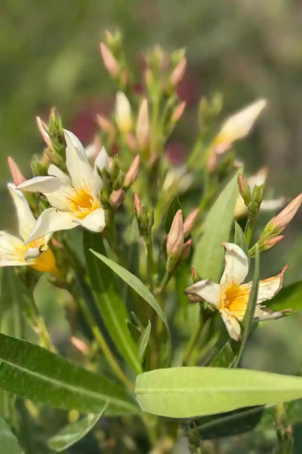 Oleandro Ø18 cm - immagine 6