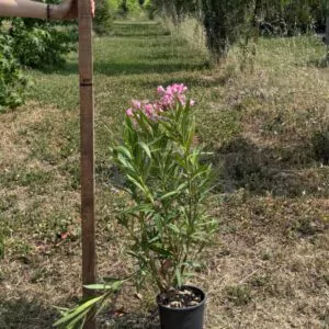 Oleandro Ø18 cm