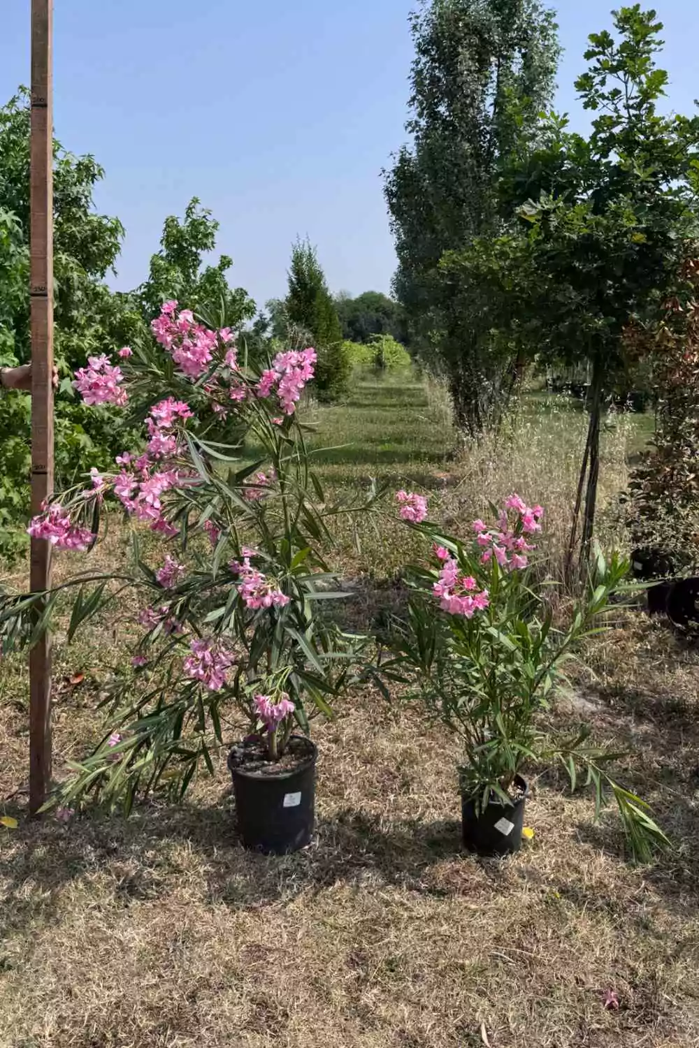 Oleandro Ø18 cm - immagine 7