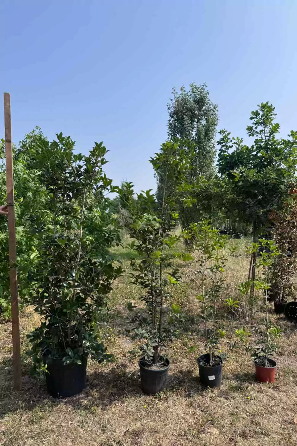 Osmanthus Ø24 cm - immagine 3