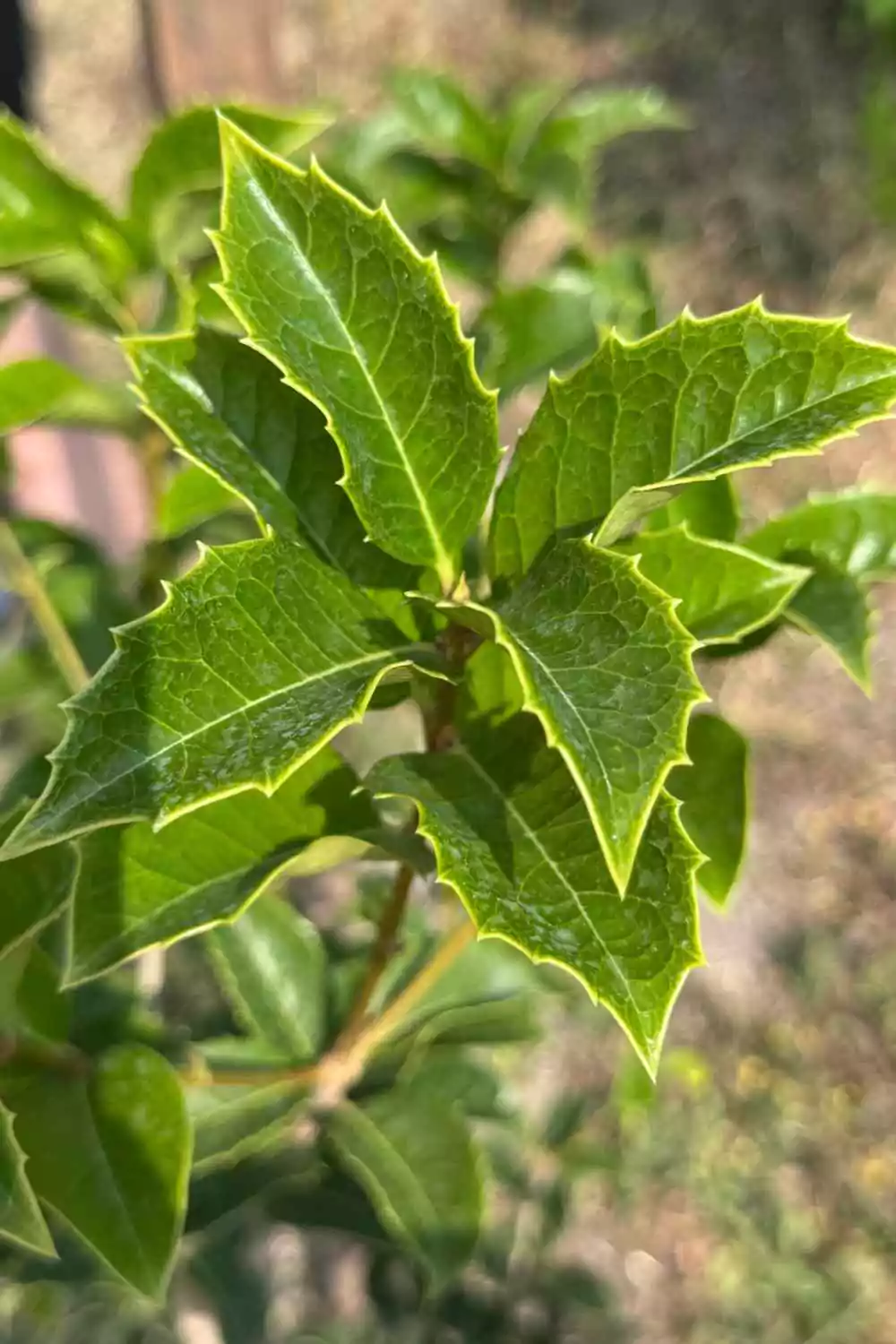 Osmanthus Ø24 cm - immagine 2