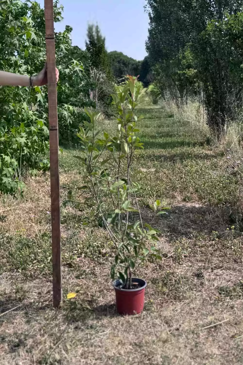 Photinia "Red Robin" Ø18 cm