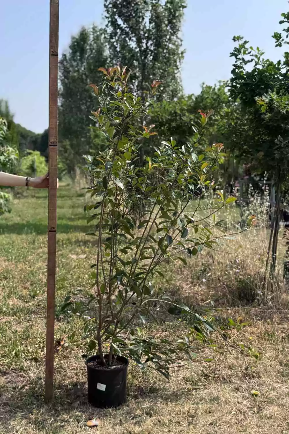 Photinia "Red Robin" Ø24 cm