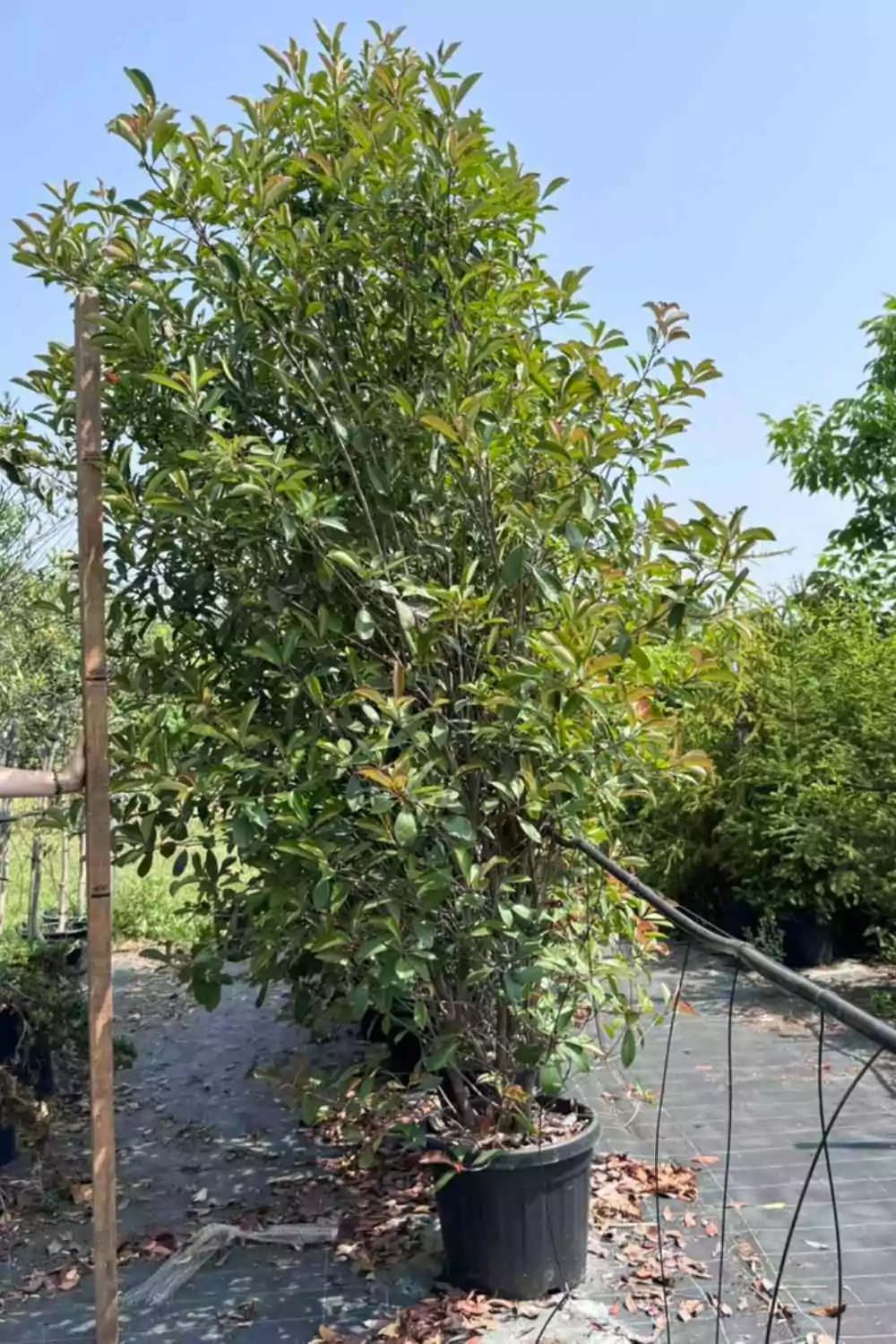 Photinia "Red Robin" Ø40 cm