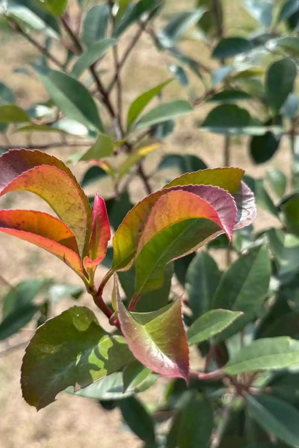 Photinia "Red Robin" Ø18 cm - immagine 2