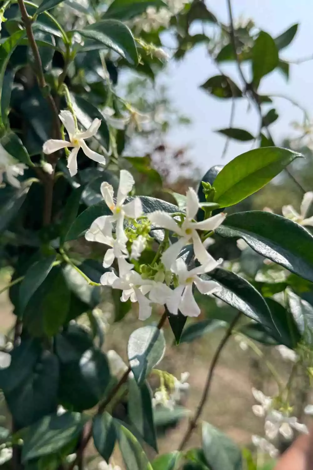 Gelsomino Ø18 cm - immagine 2